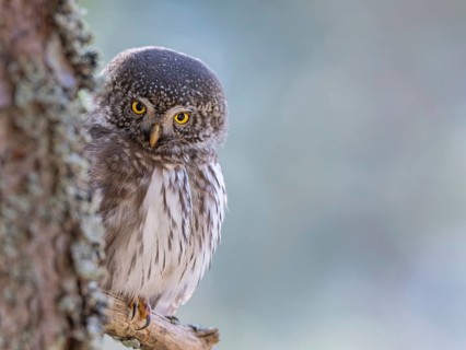 Pygmy Owl (Glaucicium passerinum), sitting on the branch of a tree, Pirchner Ast, Schwaz, Tyrol,