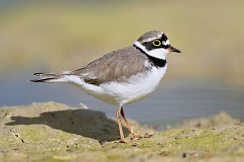 Little Ringed Plover (Charadrius dubius), standing in silt, Aue nature reserve, Reussegg, Sins,