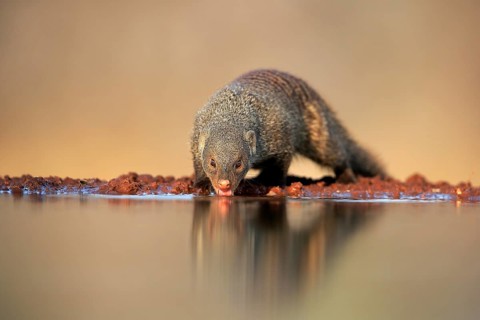 Zebra mongoose (Mungos mungo), adult, at the water, drinking, Kruger National Park, Kruger National
