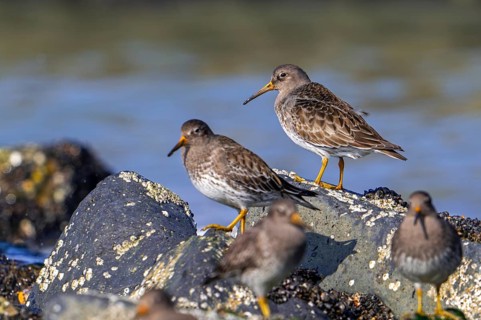 Purple sandpipers (Calidris maritima) in non-breeding plumage foraging among rocks on rocky shore