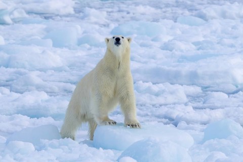 Lone polar bear (Ursus maritimus) hunting on pack ice, picking up scent of prey in the Arctic Ocean