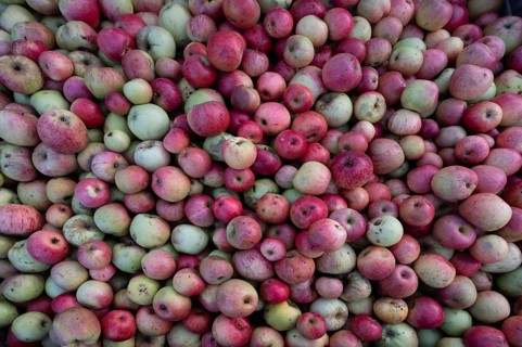 Different apple varieties (Malus) at a cidery, Mecklenburg-Western Pomerania, Germany, Europe