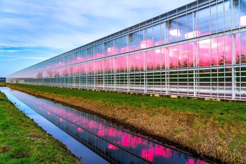 Large greenhouses for cucumbers and strawberries, over 10 hectares, the plants are artificially