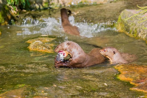 A pack of adult giant otter or giant river otter (Pteronura brasiliensis) playing or eat in a small