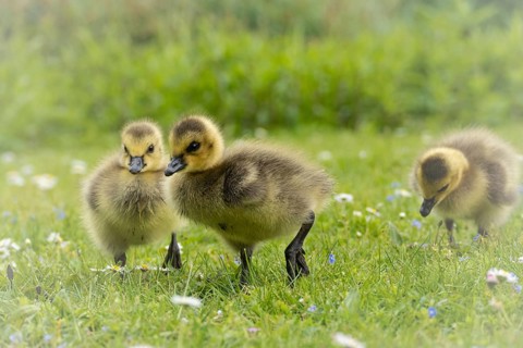 Canada goose chicks (Branta canadensis) three running through grass and daisies, looking for food,
