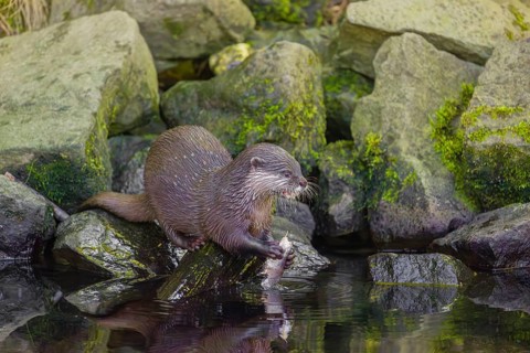 An oriental small-clawed otter or Asian small-clawed otter (Aonyx cinerea) stands on a rocky shore
