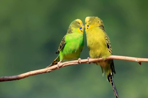 Budgerigar (Melopsittacus undulatus), adult, pair, male, female, two, in perch, courtship, social