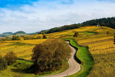 Hilly landscape with vineyards and winding road in autumn, Ballrechten-Dottingen, Breisgau,