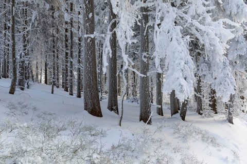 Even the tree trunks are all decorated with hoarfrost, snowy winter landscape on the Auersberg,