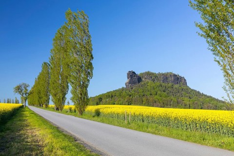 Table mountain Lilienstein surrounded by flowering rape fields (Brassica napus) and poplar avenue