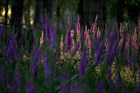 Sunlit Common foxglove (Digitalis purpurea) in the forest, Lower Rhine, North Rhine-Westphalia,