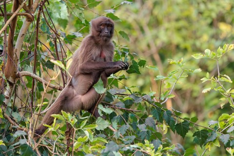 A young gelada (Theropithecus gelada), or bloodheart monkey, collects food in a small tree