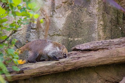 A white-nosed coati (nasua narica) looks for food in the undergrowth of a forest