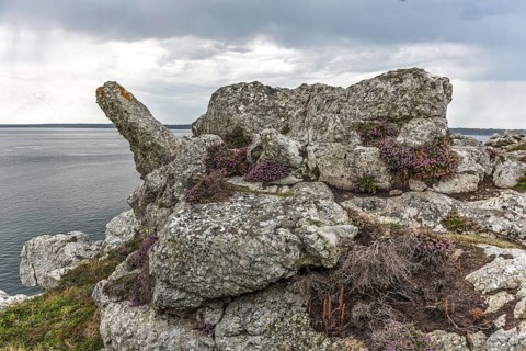 A rocky cliff overlooking the ocean with a few purple flowers growing on it. The flowers add a