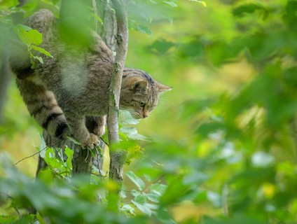 European wildcat or forest cat (Felis silvestris) in the wildcat enclosure at the Thayatal National