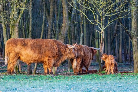 One Highland bull (Bos (primigenius) taurus) checks the cow's readiness for mating