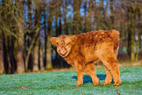 One Highland calf (Bos (primigenius) taurus) stands on a meadow. A forest in the background
