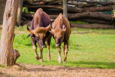 A male and a female Gaur (Bos gaurus gaurus) stand side by side on a green meadow