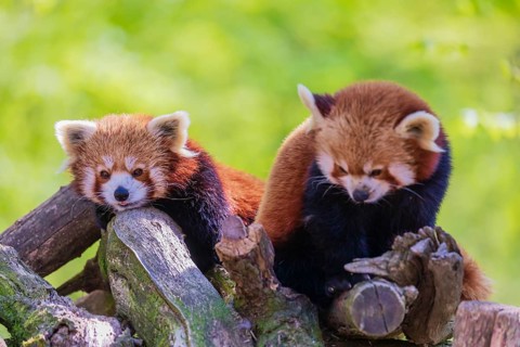 Two red pandas, Ailurus fulgens, resting on a pile of wood. A bright green forest in the background
