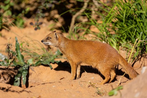 One yellow mongoose, Cynictis penicillata, or red meerkat walking over sandy terrain