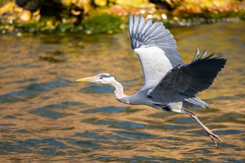 Grey heron (Ardea cinerea) flying at the shore of a lake, wildlife, Bavaria, Germany, Europe