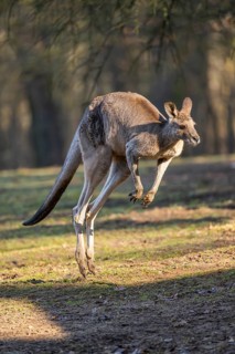Eastern Gray Kangaroo (Macropus giganteus) jumping on a meadow, captive, occurance Australia,
