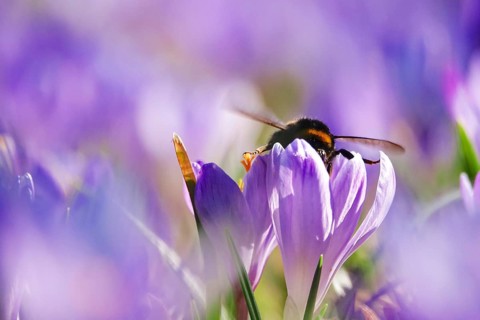 Bumblebee, crocus flower, early March, Germany, Europe