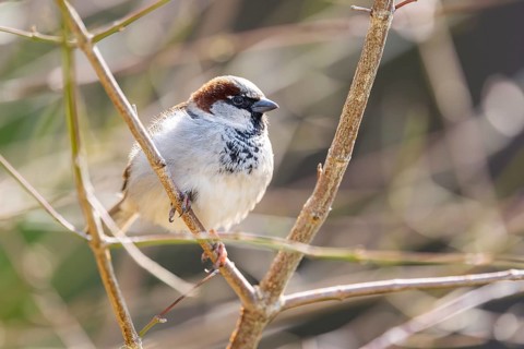 House sparrow (Passer domesticus) sitting on a reed, Bavaria, Germany Europe