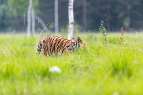 One young female Siberian Tiger, Panthera tigris altaica, standing in tall fresh green grass. Early