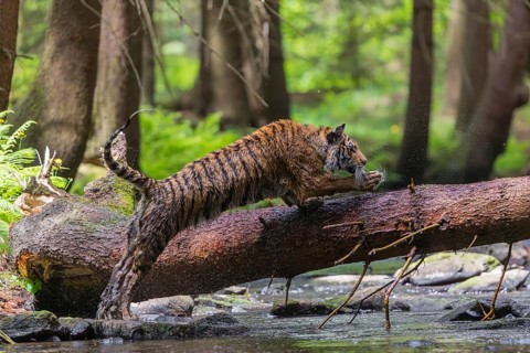 One young female Siberian Tiger, Panthera tigris altaica, crossing a creek deep in a forest over a
