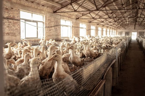 Ducks in rearing station, Jiang Su Salted Duck Farming Co. Ltd, Xiang Shui County, China, Asia