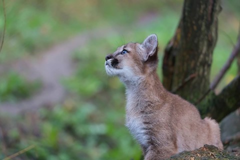 One cougar kitten, Puma concolor, resting in a tree with some green vegetation in the background