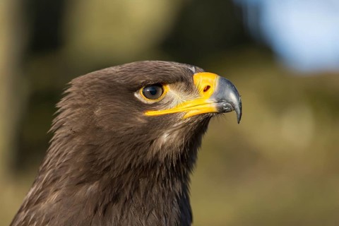 Portrait of Aquila nipalensis, steppe eagle, in late light with green background
