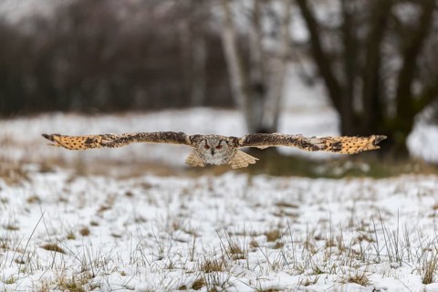 One Siberian Eagle Owl (Bubo bubo sibiricus) flying over a snowy meadow at the edge of a a forest