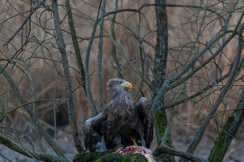 One white-tailed eagle (Haliaeetus albicilla) sitting on a small hammock feeding on a common carp.