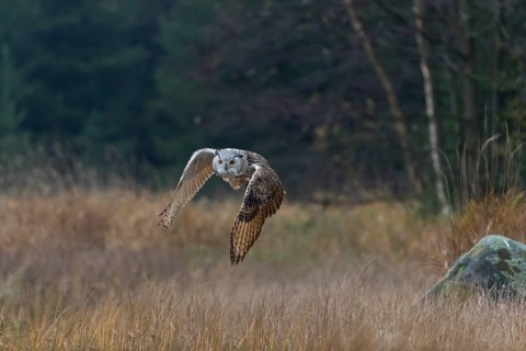 One Siberian Eagle Owl (Bubo bubo sibiricus) flying over tall reed grass lakeshore on an autumnal