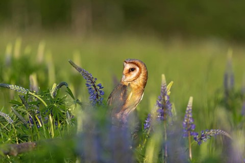 One barn owl (Tyto alba) sitting on a branch lying in a field of flowering lupines in late evening