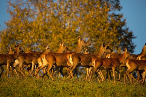 A herd of female red deer standing on a meadow in sweet evening light