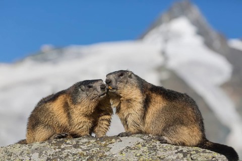 Two adult Alpine Marmot, Marmota marmota, sitting in front of the Grossglockner mountain in bright