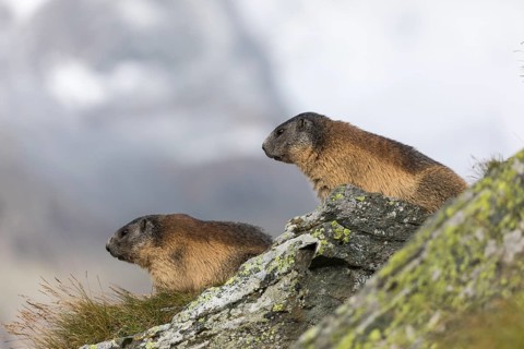 Two Alpine Marmots, Marmota marmota, standing on a rock with green grass, mountains in the distant