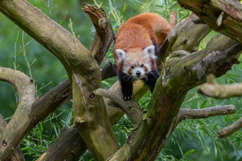 One red panda, Ailurus fulgens, walking over a branch of a dead tree. Fresh green vegetation in the