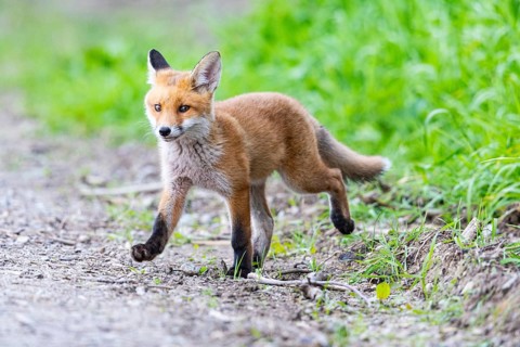 Fox (Vulpes vulpes) puppy Germany