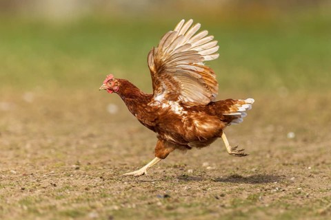Fast running chicken in a meadow with raised wings, domestic chicken, Rhineland-Palatinate,
