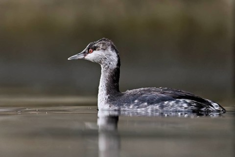 Slavonian grebe (Podiceps auritus), adult, in a white plumage, winter plumage, swimming in Lake