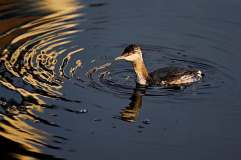 Slavonian grebe (Podiceps auritus), adult, in a white plumage, winter plumage, swimming in Lake