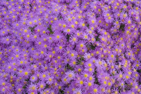 Cushion aster (Aster dumosus), Münsterland, North Rhine-Westphalia, Germany, Europe