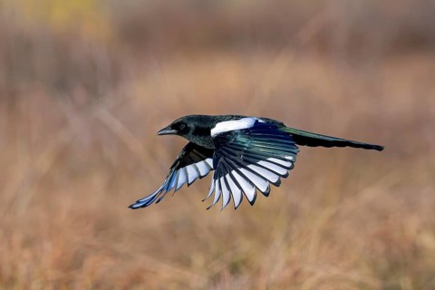 Eurasian magpie, common magpie (Pica pica) in flight