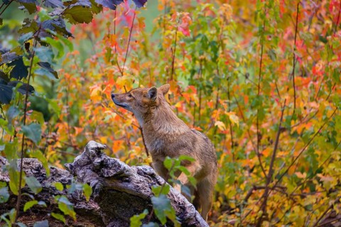 One golden jackal (Canis aureus) stands on a fallen tree trunk. Behind him is a tree in intense