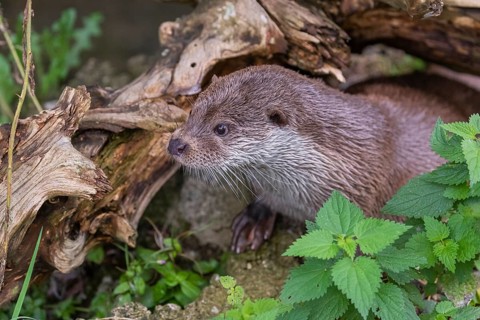 One Eurasian otter (Lutra lutra) resting on the pebbles of a river bank underneath a root of a