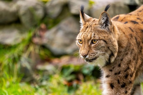 Eurasian lynx (Lynx lynx), in a forest, captive, Bavaria, Germany, Europe